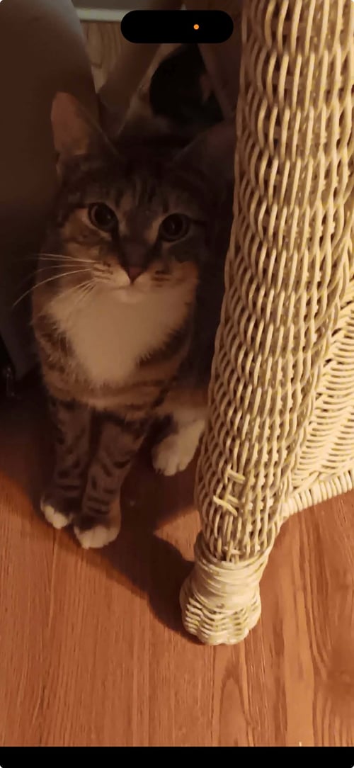APRICOT - Domestic Short Hair available for adoption