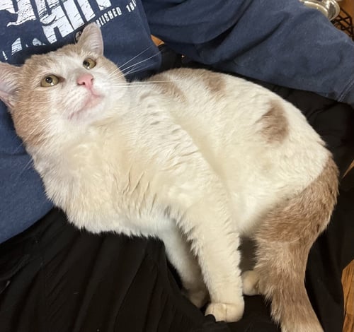CHESTER - Domestic Short Hair available for adoption