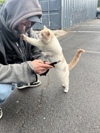 Chester - Photo 2