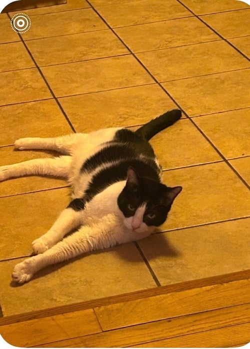 HOPE - Domestic Short Hair available for adoption