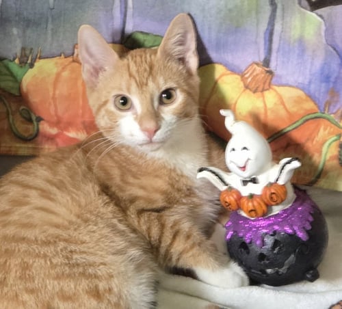 SIMON 3 - Domestic Short Hair available for adoption