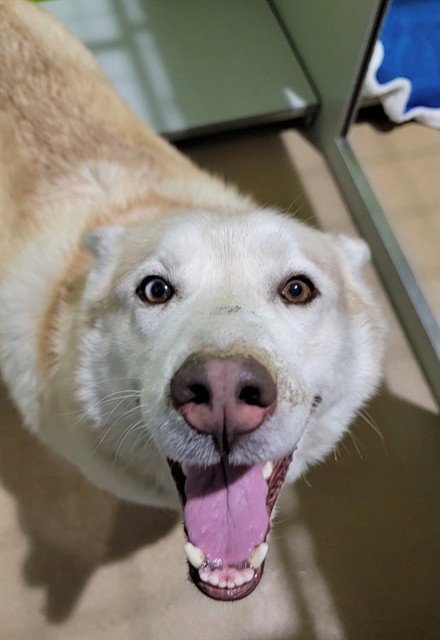 SIMBA Image