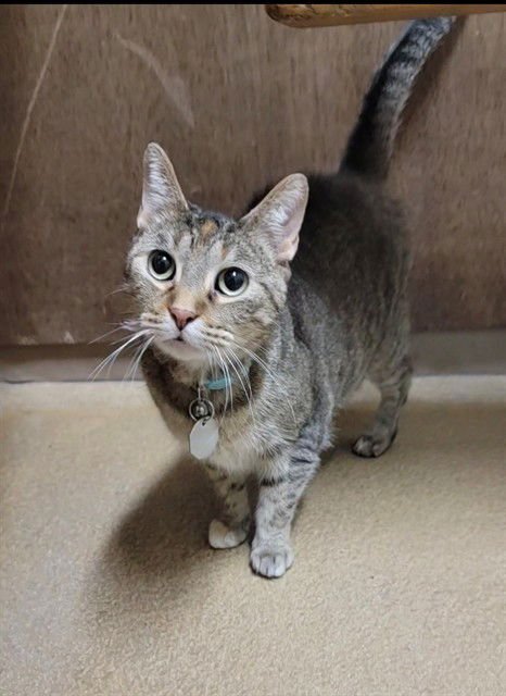 JANIE - Domestic Short Hair available for adoption