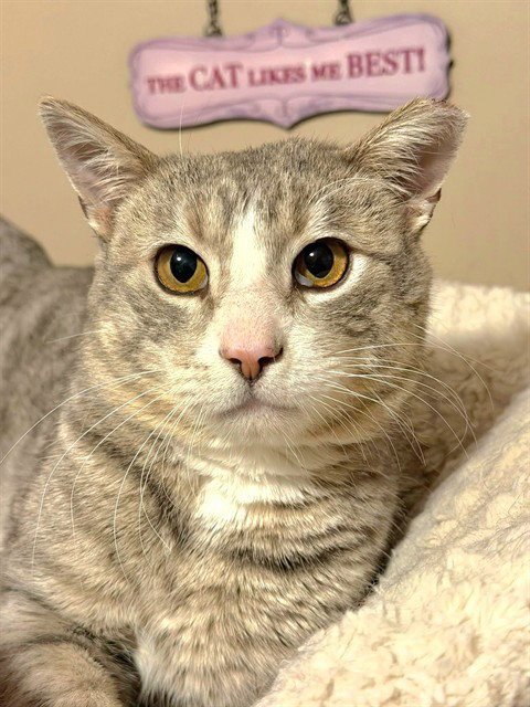 SAM - Domestic Short Hair available for adoption