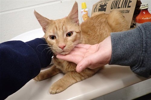 RADAR - Domestic Short Hair available for adoption