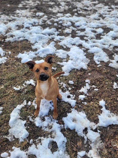 CLYDE - Miniature Pinscher available for adoption