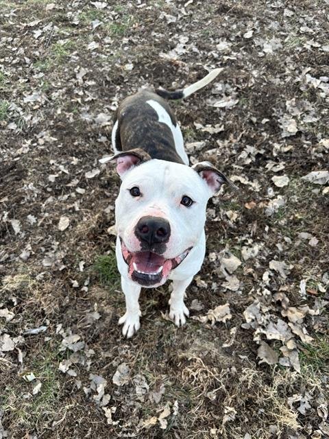 T-BONE - Pit Bull Terrier available for adoption