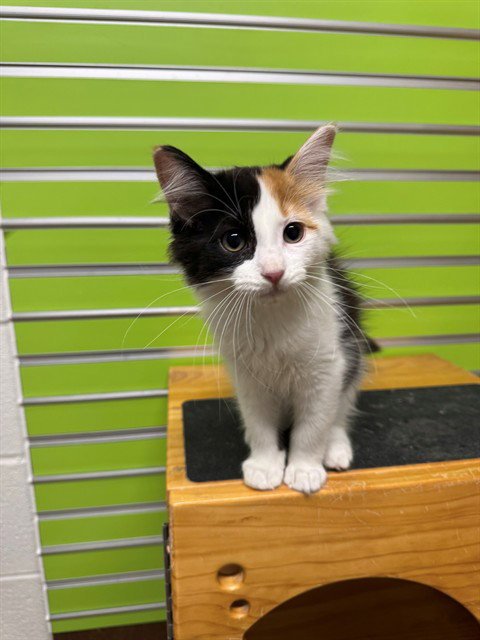 IVY - Domestic Short Hair available for adoption