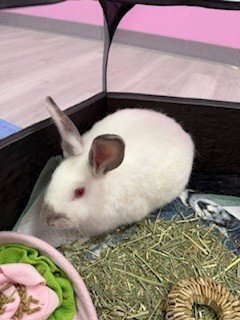 CAROL - Shorthaired Rabbit available for adoption