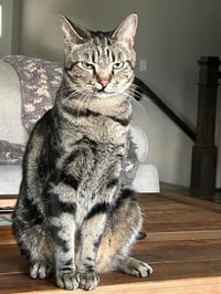 MILO - Photo 1