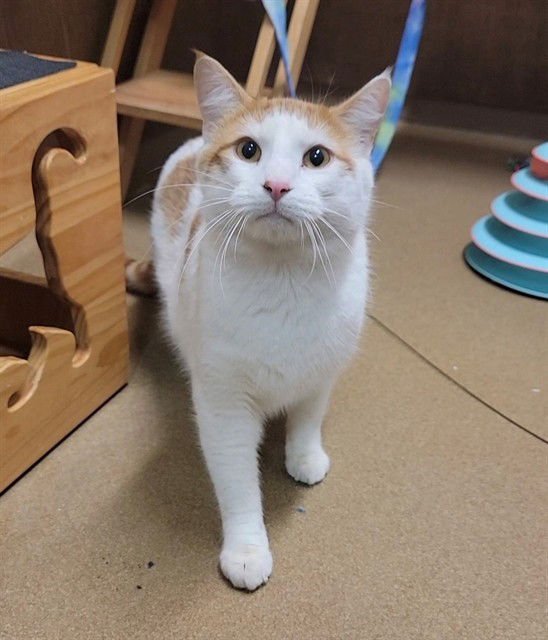 PARKER - Domestic Short Hair available for adoption