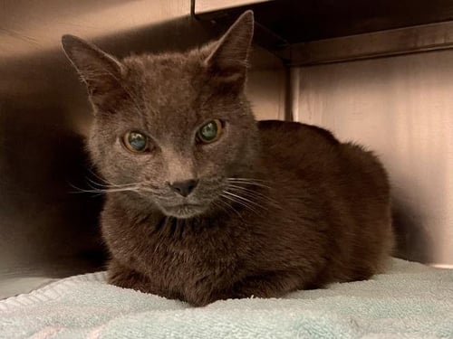SIMEON - Domestic Short Hair available for adoption