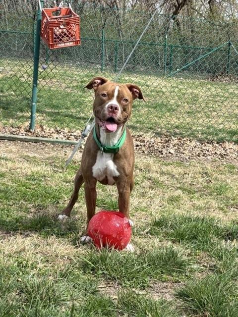 GRANOLA - Boxer available for adoption