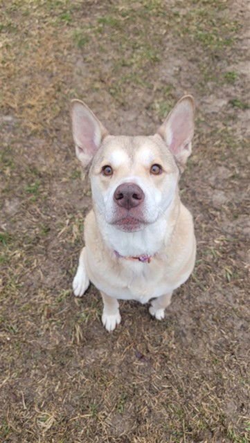 EAFA - Siberian Husky available for adoption
