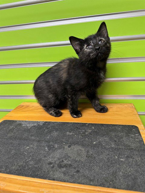 MERRY - Domestic Short Hair available for adoption