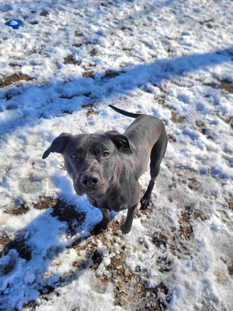 GISELLE - Pit Bull Terrier available for adoption