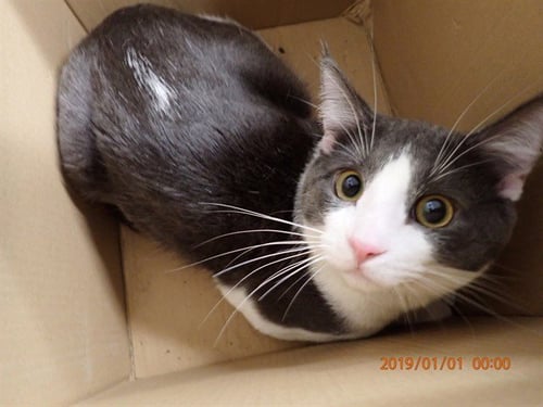 JOEY - Domestic Short Hair available for adoption