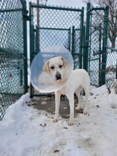 TUCKER - Labrador Retriever available for adoption