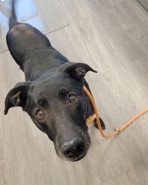 BAGHERRA - Labrador Retriever available for adoption