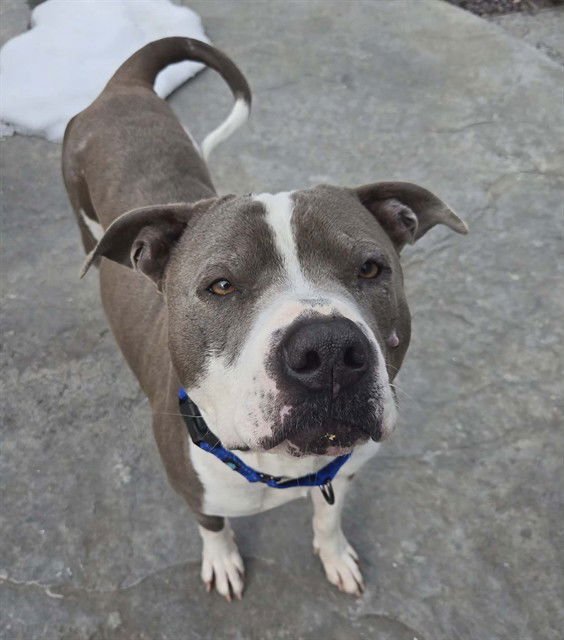 ASHER BLUE - Staffordshire Bull Terrier available for adoption