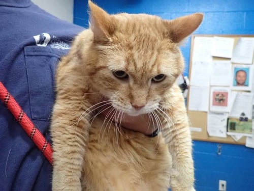 BAXTER - Domestic Short Hair available for adoption
