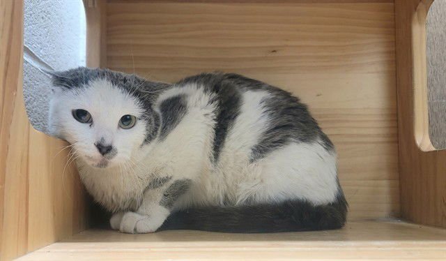 ICE SPICE - Domestic Short Hair available for adoption