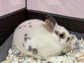 JOAN - English Spot available for adoption