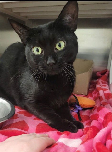 LILITH - Domestic Short Hair available for adoption