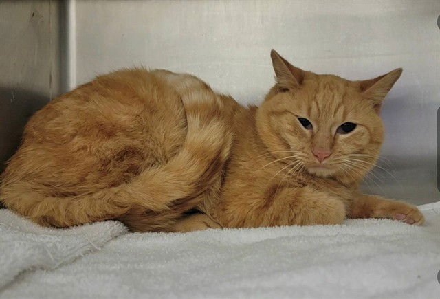 STRUPWAFFLE - Domestic Short Hair available for adoption