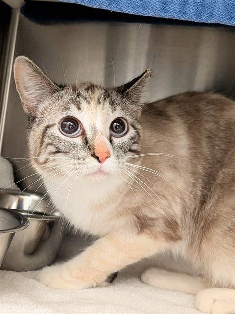 SUNNY - Siamese available for adoption