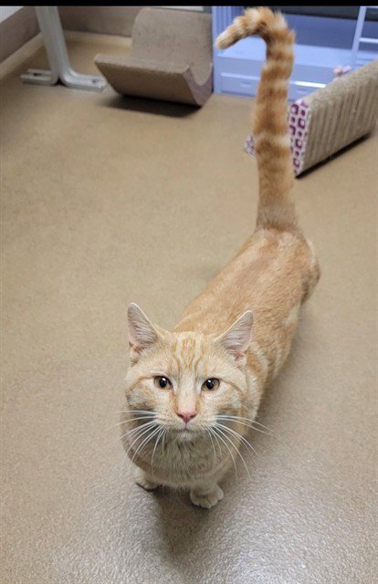 CUCUMBER - Domestic Short Hair available for adoption