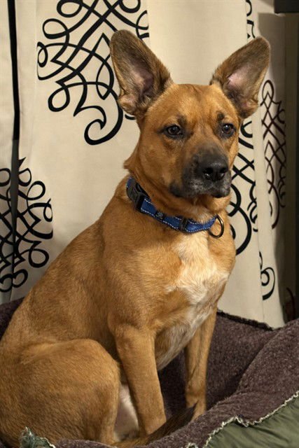 NEEKO - Australian Cattle Dog/Blue Heeler / Labrador Retriever available for adoption