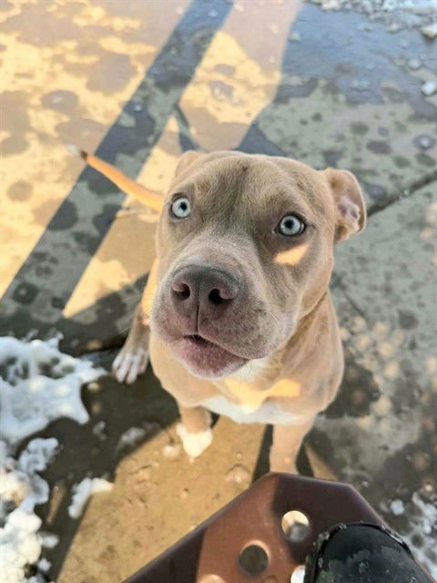 TUNA - Pit Bull Terrier available for adoption