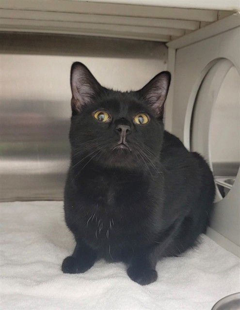 HIGHWAY - Domestic Short Hair available for adoption