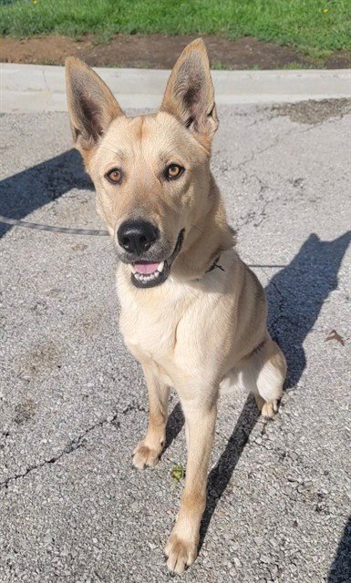 DEWEY - German Shepherd Dog / Siberian Husky available for adoption