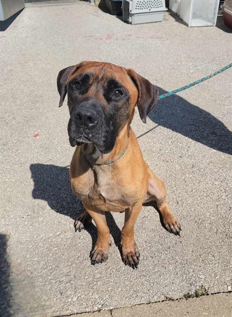 WALTER - Boxer available for adoption