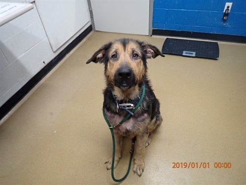 KARL - German Shepherd Dog available for adoption