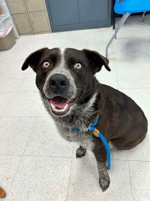 TWIX - Australian Cattle Dog/Blue Heeler available for adoption