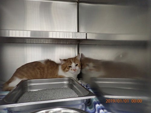 SHORTCAKE - Domestic Short Hair available for adoption