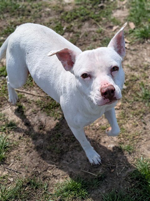 AURORA - American Pit Bull Terrier available for adoption