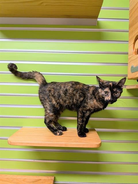 KITTY MINAJ - Domestic Short Hair available for adoption