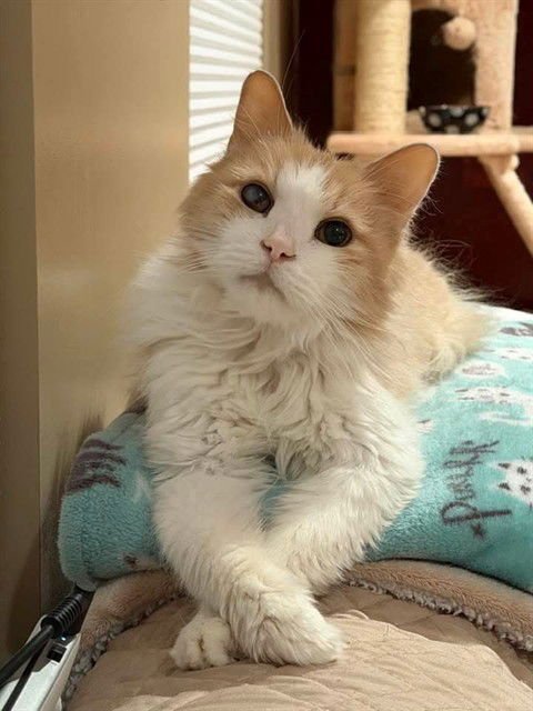 BUTTERS - Domestic Medium Hair available for adoption