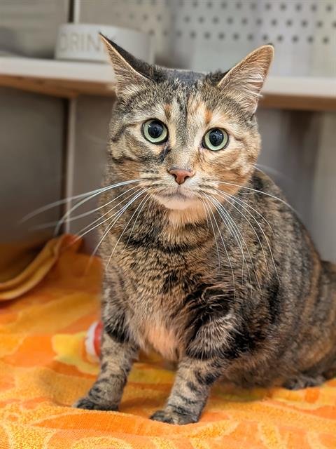 LADY - Domestic Short Hair available for adoption