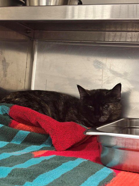 CLOVE - Domestic Short Hair available for adoption
