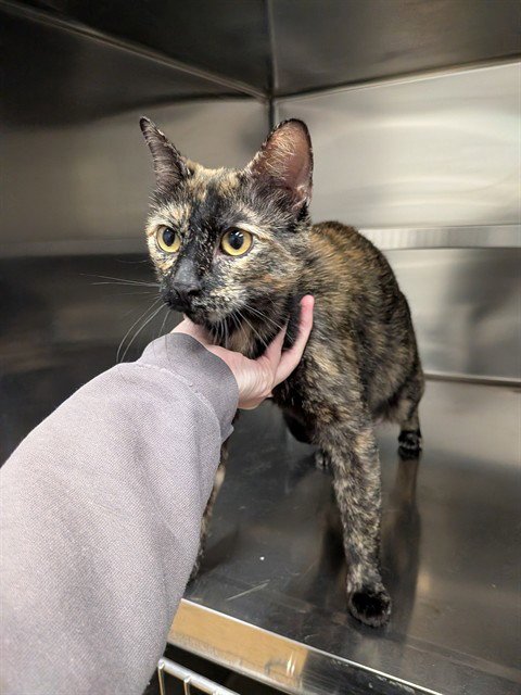 A531362 - Domestic Short Hair available for adoption