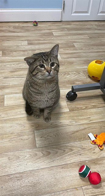 QUINCY - Domestic Short Hair available for adoption