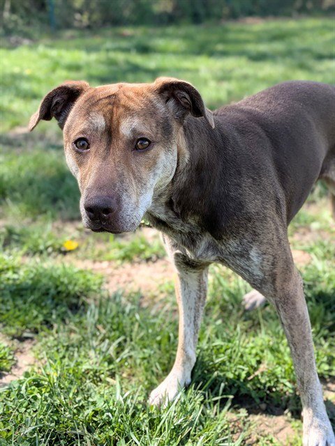 ANNIE - Hound available for adoption