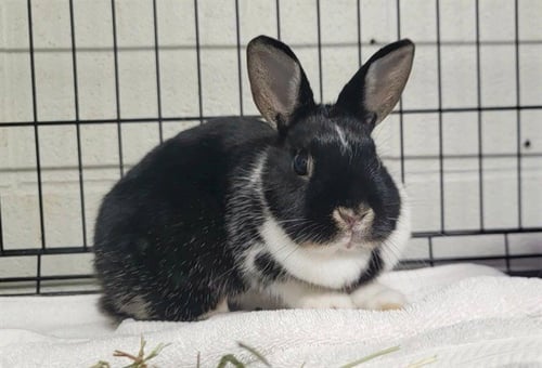 MEADOW - Shorthaired Rabbit available for adoption