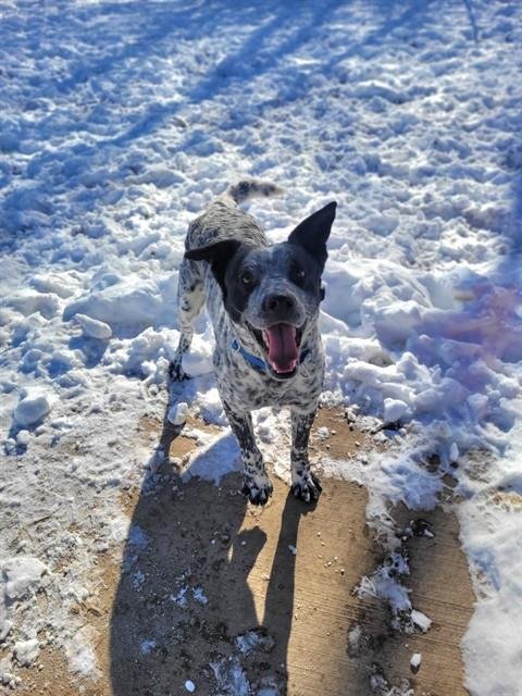 LUKE - Australian Cattle Dog/Blue Heeler available for adoption