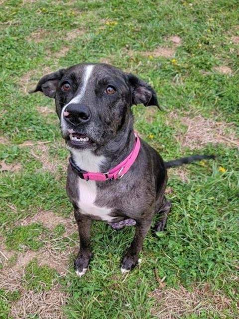 QUINN - Catahoula Leopard Dog available for adoption